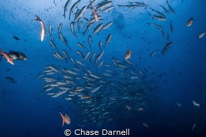 "Follow the Leader"
A big school of Jacks dancing out in... by Chase Darnell 